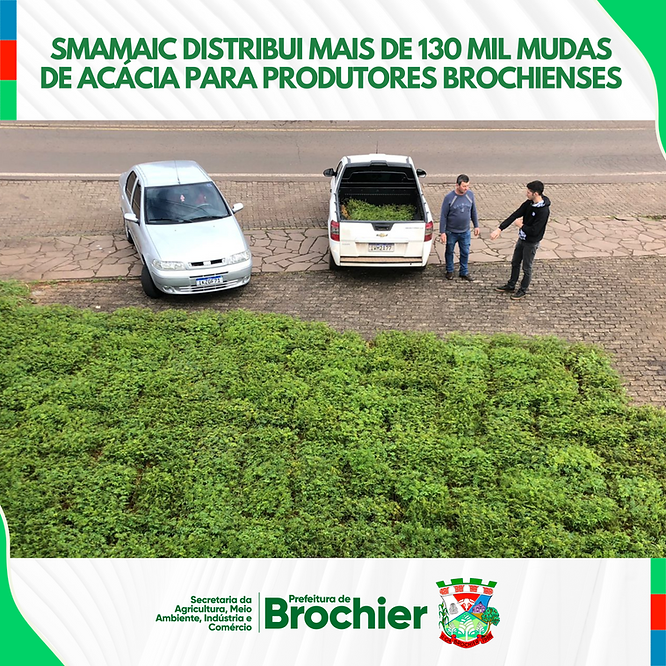 smamaic-distribui-mais-de-130-mil-mudas-de-acacia-para-produtores-brochienses