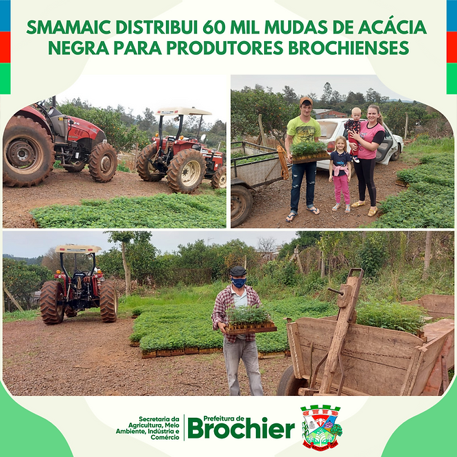 smamaic-distribui-60-mil-mudas-de-acacia-negra-para-produtores-brochienses